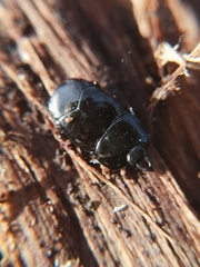Hololepta plana