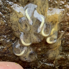Eurycea cirrigera