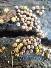 Perichaena corticalis