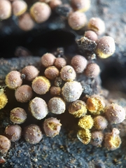 Perichaena corticalis