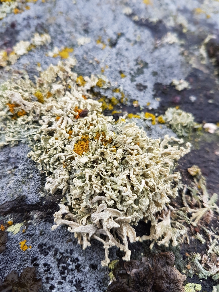 Ramalina polymorpha