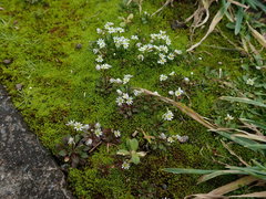 Draba verna