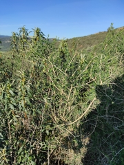 Adenocarpus telonensis