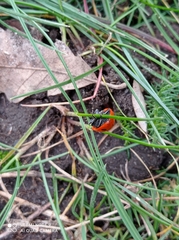 Coccinella septempunctata