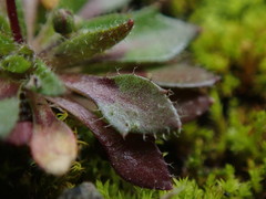 Draba verna