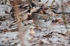 Fringilla coelebs