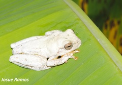 Loquacious Treefrog photo 2
