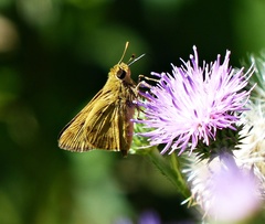 Polites vibex catilina