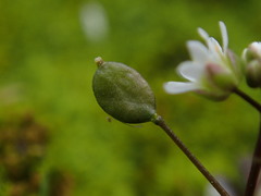 Draba verna