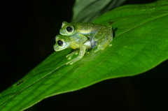 Sachatamia albomaculata