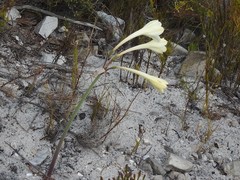 Cyrtanthus leucanthus