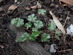 Geranium lucidum