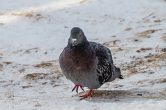 Columba livia