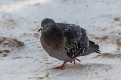 Columba livia