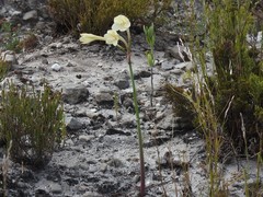 Cyrtanthus leucanthus