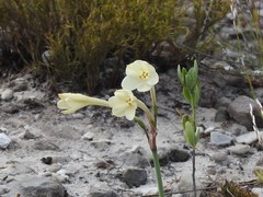 Cyrtanthus leucanthus