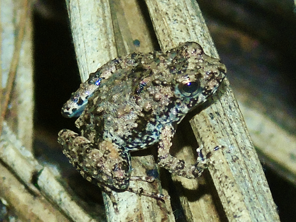 Jozani River Frog