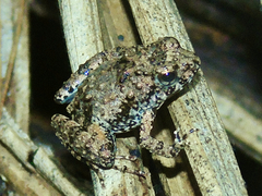 Jozani River Frog photo 1