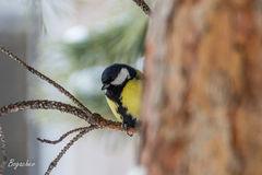 Parus major
