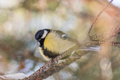 Parus major