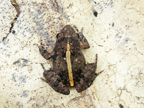 Jozani River Frog, Phrynobatrachus ungujae