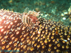 Dendrochirus brachypterus