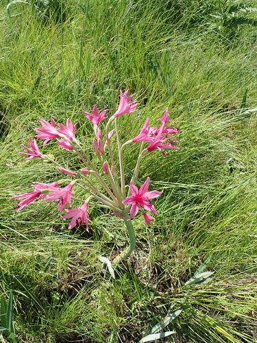 Image of Brunsvigia grandiflora by no rights reserved