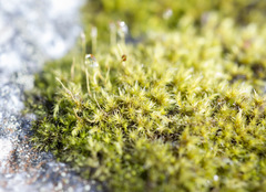 Racomitrium microcarpon