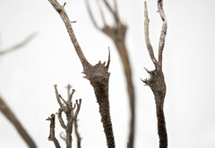 Cladonia subulata