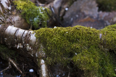 Sciuro-hypnum reflexum