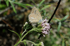 Polyommatus daphnis