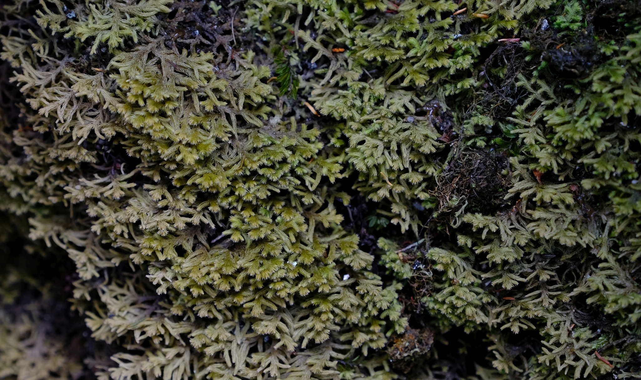 Lepicolea ochroleuca