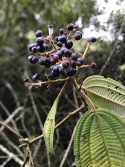 Miconia subseriata