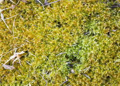 Sarmentypnum exannulatum