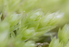 Mnium stellare