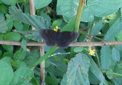 Viola egra