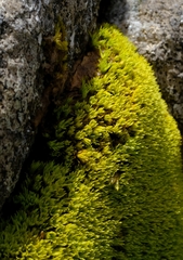 Hypodontium pomiforme