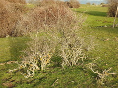 Pyrus bourgaeana