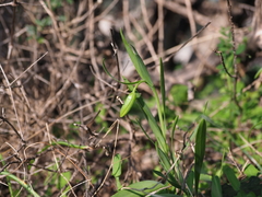 Fritillaria graeca
