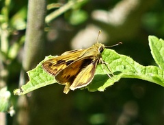 Polites vibex catilina