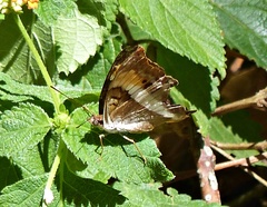 Doxocopa laurentia laurentia