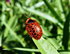 Botanochara macularia