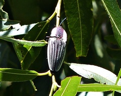 Chalcolepidius limbatus