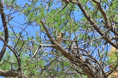 Passer motitensis