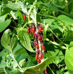 Spartocerini