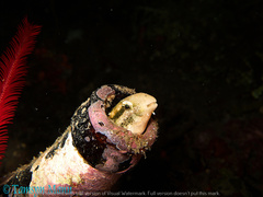 Petroscirtes breviceps