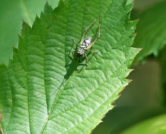 Phylloscyrtus amoenus