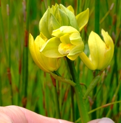 Orthochilus tabularis