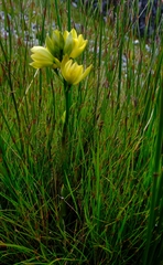 Orthochilus tabularis