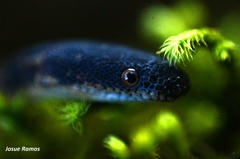 Nothopsis rugosus